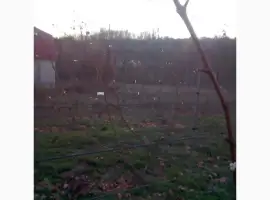 Зображення для оголошення Продам виноград Молдова ( не саженцы)