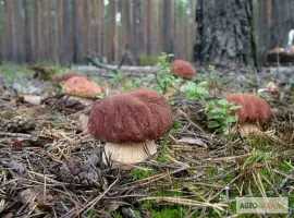 Зображення для оголошення Семена белых грибов для посева на участках