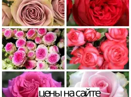 Зображення для оголошення Саженцы роз