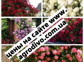Зображення для оголошення Саженцы плетистых