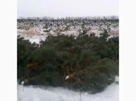 Зображення для оголошення Продам новорічні сосни.Живые пушистые новогодние сосны