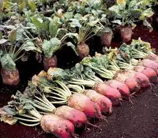 Зображення для оголошення Насіння кормового буряка