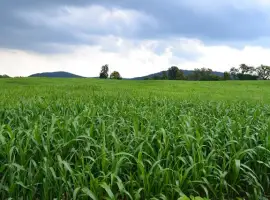 Зображення для оголошення Продам семена Суданки