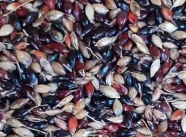 Зображення для оголошення Продам семена суданской травы