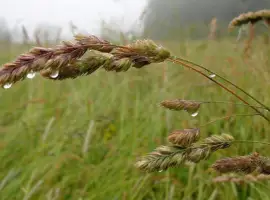 Зображення для оголошення Ежа сборная/ Грястиця збірна. Можливий продаж з ПДВ