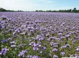 Зображення для оголошення Продам насіння фацелії