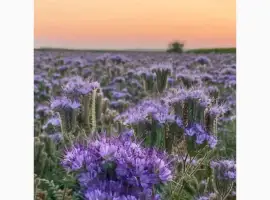 Зображення для оголошення Продам семена фацелии
