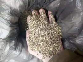 Зображення для оголошення Куплю Самосад оптом