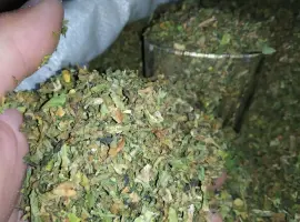 Зображення для оголошення Куплю лист з табака некондицію перетертий на решето з різних табакі в200 грн кг