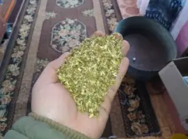 Зображення для оголошення Куплю оптом самосад махорку