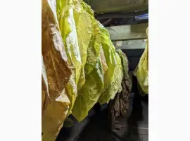 Зображення для оголошення Сортовий тютюновий лист