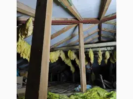 Зображення для оголошення Маємо чітку сировину -тютюновий лист