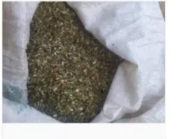 Зображення для оголошення Продам самосад (махорка) для трубки