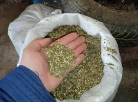 Зображення для оголошення Самосад зелененький не смирдючий і табачки домашні лапшою