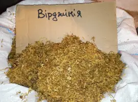 Зображення для оголошення Берлі вірджінія самосад свіженький врожай