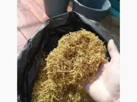 Зображення для оголошення Свіжиий врожай сухенька і Табачок лапшою порізаний вірджінія берлі