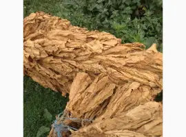 Зображення для оголошення Продам крепкий табак Венгерский