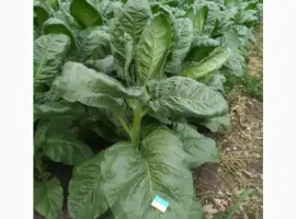 Зображення для оголошення Семена махорки и табака , для самокруток