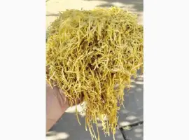 Зображення для оголошення Вінстон