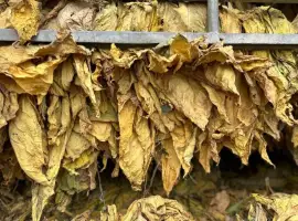 Зображення для оголошення Продам тютюновий лист. Лапша жовта Голд