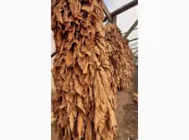 Зображення для оголошення Продам лист тютюну хорошого