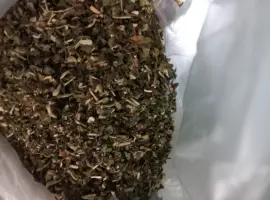 Зображення для оголошення Махорка звичайна самосад