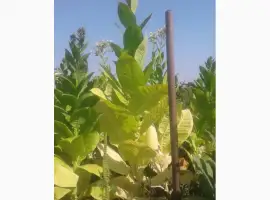 Зображення для оголошення Семена табака домашние