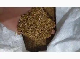 Зображення для оголошення Продам табак Бонд