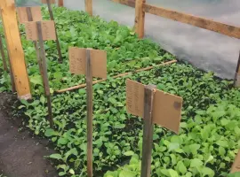 Зображення для оголошення Продам рассаду табака (2