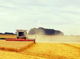 Зображення для оголошення Послуги по збиранню ранніх та пізніх зернових культур