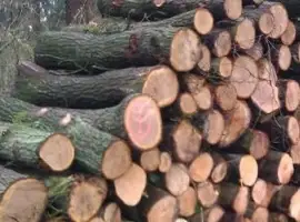 Продам Дрова!За договірною Ціною! В наявності метровка та колоті