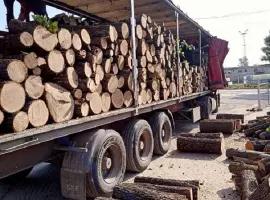 Зображення для оголошення Продам дрова дубовые