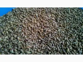 Зображення для оголошення Продам бруньки смородини