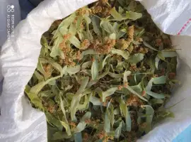 Зображення для оголошення Куплю цвіт липи