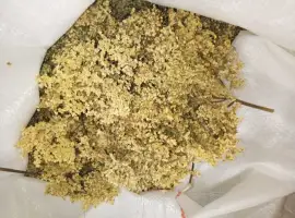 Зображення для оголошення Куплю цвіт бузини