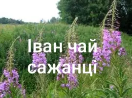Зображення для оголошення Іван чай сажанці