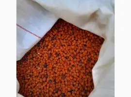 Зображення для оголошення Куплю ягоди горобини червоної сирої і сухої