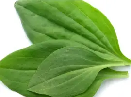 Зображення для оголошення Куплю лист подорожник