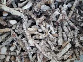 Зображення для оголошення Куплю корінь аіра
