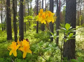 Зображення для оголошення Рододедрон жовтий