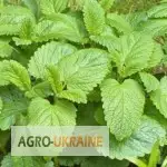 Зображення для оголошення Продам мелиссу лекарственную