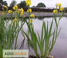 Зображення для оголошення Ирис болотный корень Касатик корень