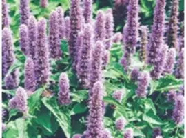 Зображення для оголошення Купити лофант наісовий