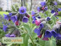 Зображення для оголошення Медуница лекарственная трава Медунка лікарська трава