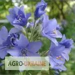 Зображення для оголошення Продам синюха корень