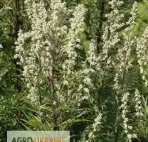 Зображення для оголошення Купити полин звичайний трава