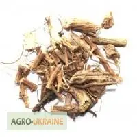 Зображення для оголошення Крапива корень Кропива корінь