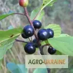 Зображення для оголошення Крушина кора