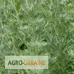 Зображення для оголошення Полынь горькая трава Полин гіркий трава