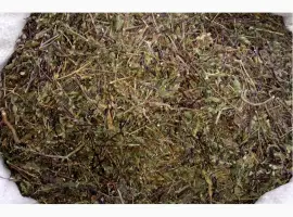 Зображення для оголошення Очанка коротковолосистая трава